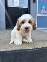 Bob, a male Miniature Goldendoodle for sale in Abington, MA – 2 of 3