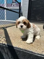Champ , a male Cavapoo for sale in Abington, MA – 3 of 3