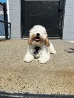 Brooklyn , a male Cavapoo for sale in Abington, MA – 3 of 3