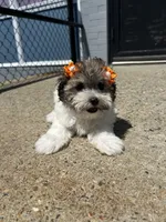 Marlo , a female Havamalt for sale in Abington, MA – 3 of 3