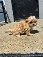 Jessie , a female Cavapoo for sale in Abington, MA – 2 of 2
