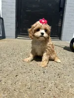 Tiffany , a female Cavapoo for sale in Abington, MA – 2 of 3