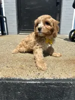 Winny , a male Cavapoo for sale in Abington, MA – 3 of 3