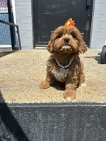 Queen, a female Cavapoo for sale in Abington, MA – 2 of 3