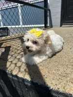 Manda, a female Havamalt for sale in Abington, MA – 3 of 3