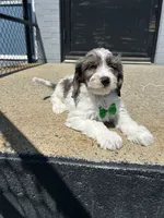 Jeffery , a male Cavapoo for sale in Abington, MA – 2 of 3
