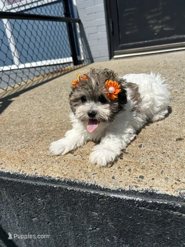 Marlo  – Havamalt puppy for sale in Abington, MA