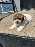 Marlo , a female Havamalt for sale in Abington, MA – 1 of 3