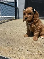 Cupid , a female Cavapoo for sale in Abington, MA – 4 of 4