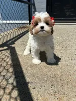 Milly, a female Cavapoo for sale in Abington, MA – 4 of 4