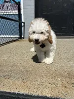 Brooklyn , a male Cavapoo for sale in Abington, MA – 2 of 3