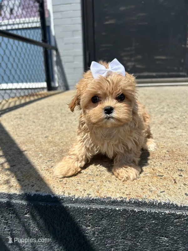 Jessie  – Cavapoo puppy for sale in Abington, MA