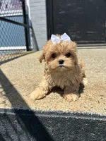 Jessie , a female Cavapoo for sale in Abington, MA – 1 of 2