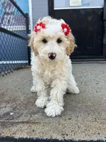 Bianca , a female Miniature Goldendoodle for sale in Abington, MA – 3 of 3