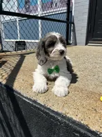 Jeffery , a male Cavapoo for sale in Abington, MA – 3 of 3