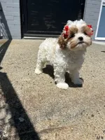 Milly, a female Cavapoo for sale in Abington, MA – 2 of 4