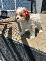 Milly, a female Cavapoo for sale in Abington, MA – 3 of 4