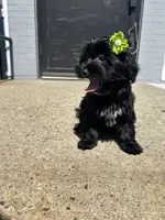 Tinker bell, a female Yorkipoo for sale in Abington, MA – 4 of 4