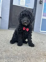 Max, a male Miniature Goldendoodle for sale in Abington, MA – 2 of 3