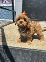 Queen, a female Cavapoo for sale in Abington, MA – 3 of 3