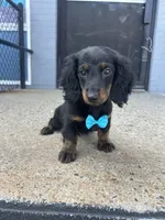 Milkshake , a male Miniature Dachshund for sale in Abington, MA – 2 of 3