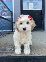 Bianca , a female Miniature Goldendoodle for sale in Abington, MA – 2 of 3