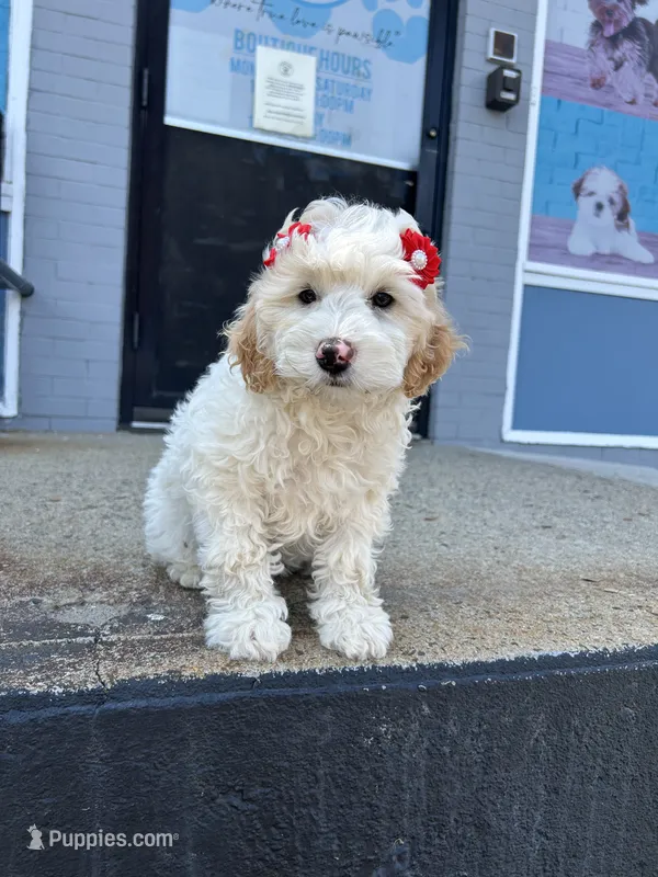 Bianca  – Miniature Goldendoodle puppy for sale in Abington, MA