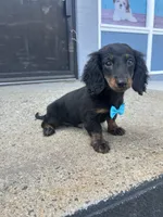 Milkshake , a male Miniature Dachshund for sale in Abington, MA – 3 of 3