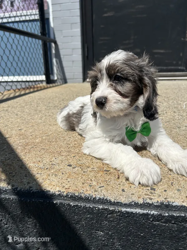 Jeffery  – Cavapoo puppy for sale in Abington, MA