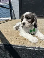 Jeffery , a male Cavapoo for sale in Abington, MA – 1 of 3