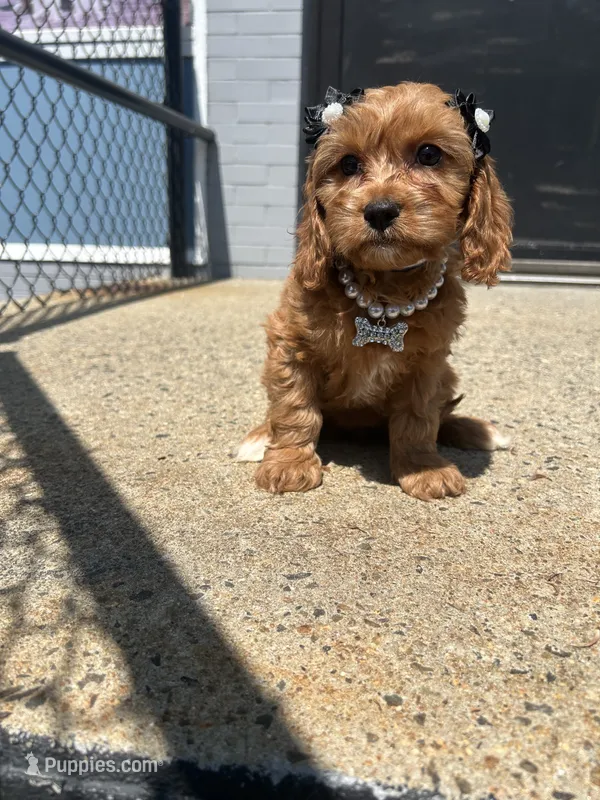 Cupid  – Cavapoo puppy for sale in Abington, MA