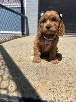 Cupid , a female Cavapoo for sale in Abington, MA – 1 of 4