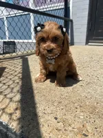 Cupid , a female Cavapoo for sale in Abington, MA – 3 of 4