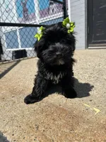 Tinker bell, a female Yorkipoo for sale in Abington, MA – 3 of 4