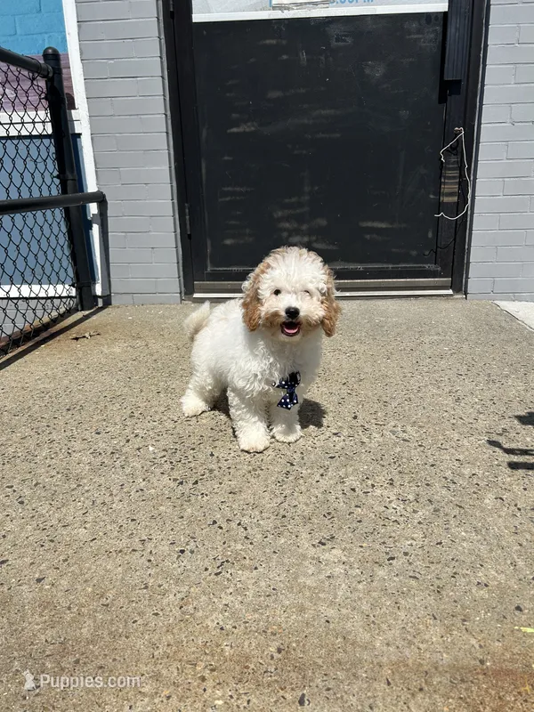 Brooklyn  – Cavapoo puppy for sale in Abington, MA