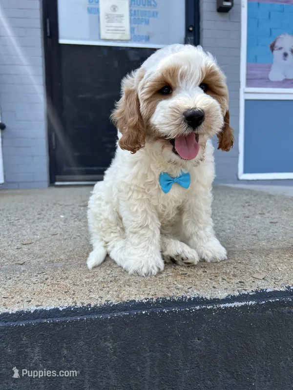 Bob – Miniature Goldendoodle puppy for sale in Abington, MA