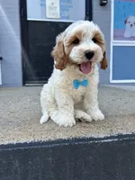 Bob, a male Miniature Goldendoodle for sale in Abington, MA – 1 of 3