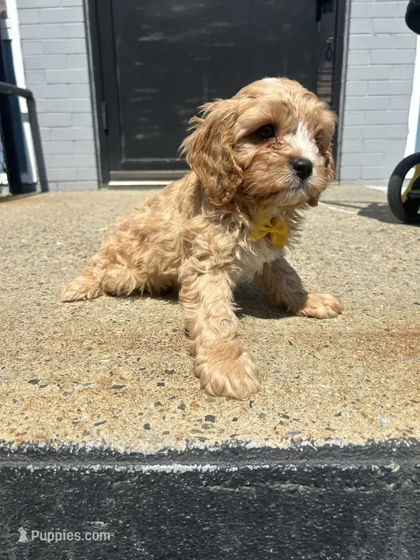 Winny  – Cavapoo puppy for sale in Abington, MA