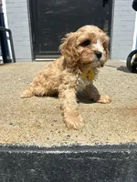 Winny , a male Cavapoo for sale in Abington, MA – 1 of 3
