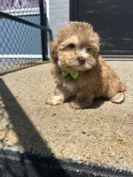 Mark , a male Havanese for sale in Abington, MA – 3 of 3