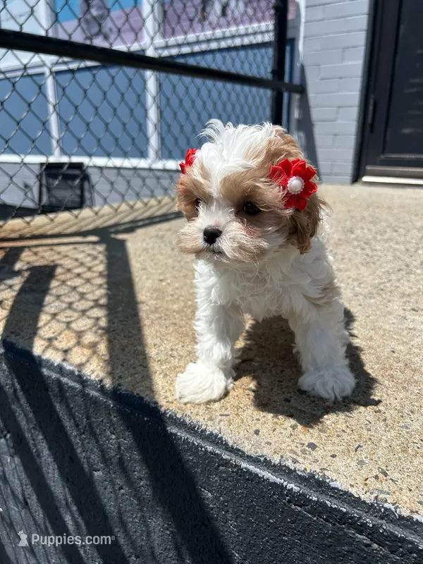 Milly – Cavapoo puppy for sale in Abington, MA
