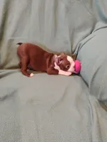 Reba, a female Boston Terrier for sale in Kirkwood, NY – 3 of 3