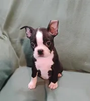 Crissy , a female Boston Terrier for sale in Kirkwood, NY – 2 of 3