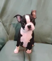 Crissy , a female Boston Terrier for sale in Kirkwood, NY – 1 of 3