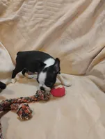 Sissy , a female Boston Terrier for sale in Kirkwood, NY – 7 of 8