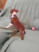 Reba, a female Boston Terrier for sale in Kirkwood, NY – 2 of 3