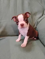 Reba, a female Boston Terrier for sale in Kirkwood, NY – 1 of 3