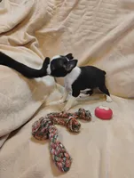 Sissy , a female Boston Terrier for sale in Kirkwood, NY – 8 of 8