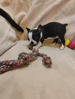 Sissy , a female Boston Terrier for sale in Kirkwood, NY – 5 of 8