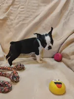 Sissy , a female Boston Terrier for sale in Kirkwood, NY – 3 of 8